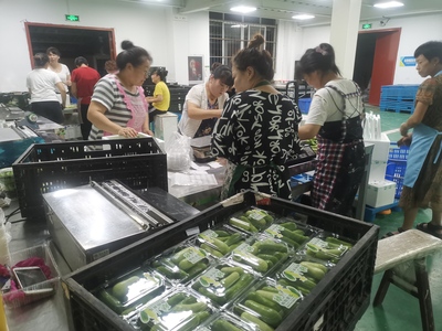 火热的八月,德清百源康鱼菜共生植物梦工厂迎来的丰收季